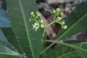 <strong>Psychotria forsteriana - Ramon, Laurence - 71</strong><br />© Ramon, Laurence
